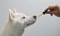 cbd oil for dogs in canada