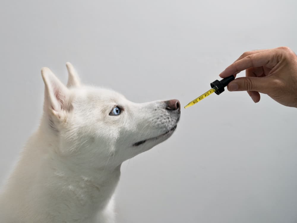 cbd oil for dogs in canada