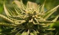 delta 8 flower