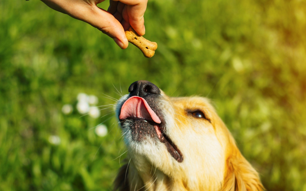 CBD oil for dogs 