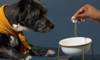 CBD oil for dogs