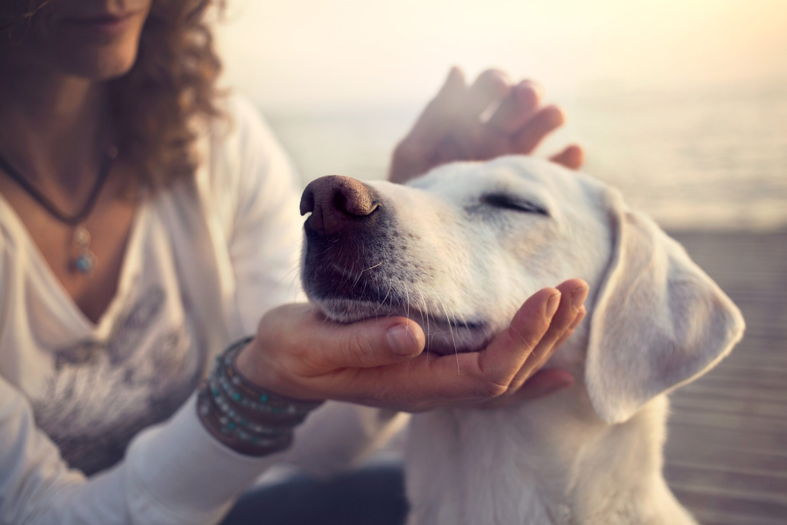 cbd dog treats