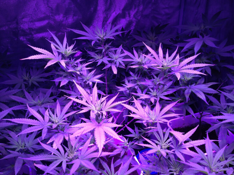 exhalewell thca hemp flower online